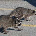 <br>Racoons
